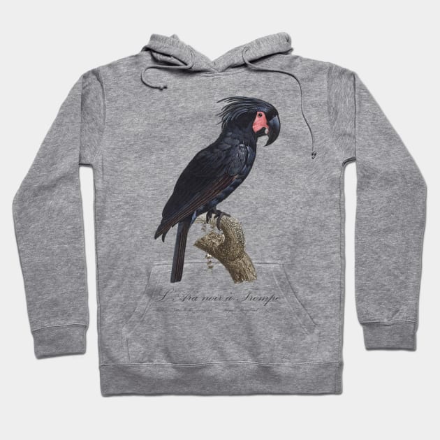 Palm Cockatoo Parrot / L' Ara Noir a Trompe - Jacques Barraband 19th century Illustration Hoodie by SPJE Illustration Photography